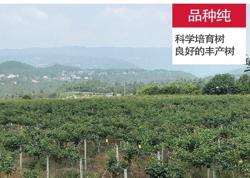 红心猕猴桃苗2年嫁接苗栽后第二年挂果提供技术指导