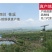 红心猕猴桃苗2年嫁接苗栽后第二年挂果提供技术指导