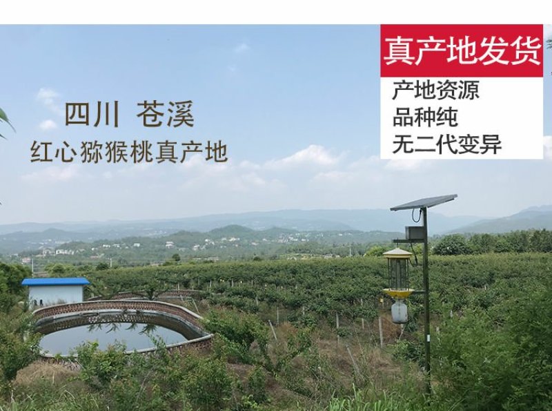 红心猕猴桃苗2年嫁接苗栽后第二年挂果提供技术指导