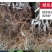 红心猕猴桃苗2年嫁接苗栽后第二年挂果提供技术指导