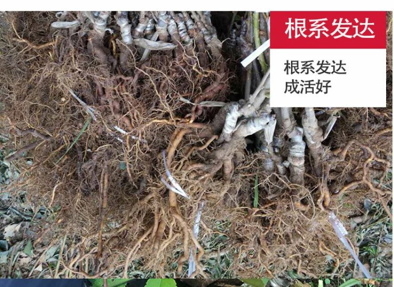 红心猕猴桃苗2年嫁接苗栽后第二年挂果提供技术指导