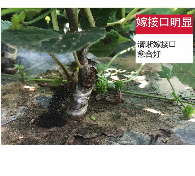 红心猕猴桃苗2年嫁接苗栽后第二年挂果提供技术指导