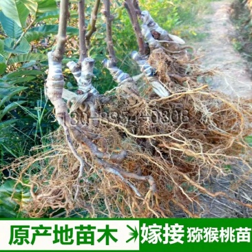 红心猕猴桃苗2年嫁接苗栽后第二年挂果提供技术指导