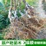 红心猕猴桃苗2年嫁接苗栽后第二年挂果提供技术指导