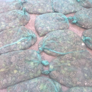 青蛙25一斤青蛙蝌蚪出售