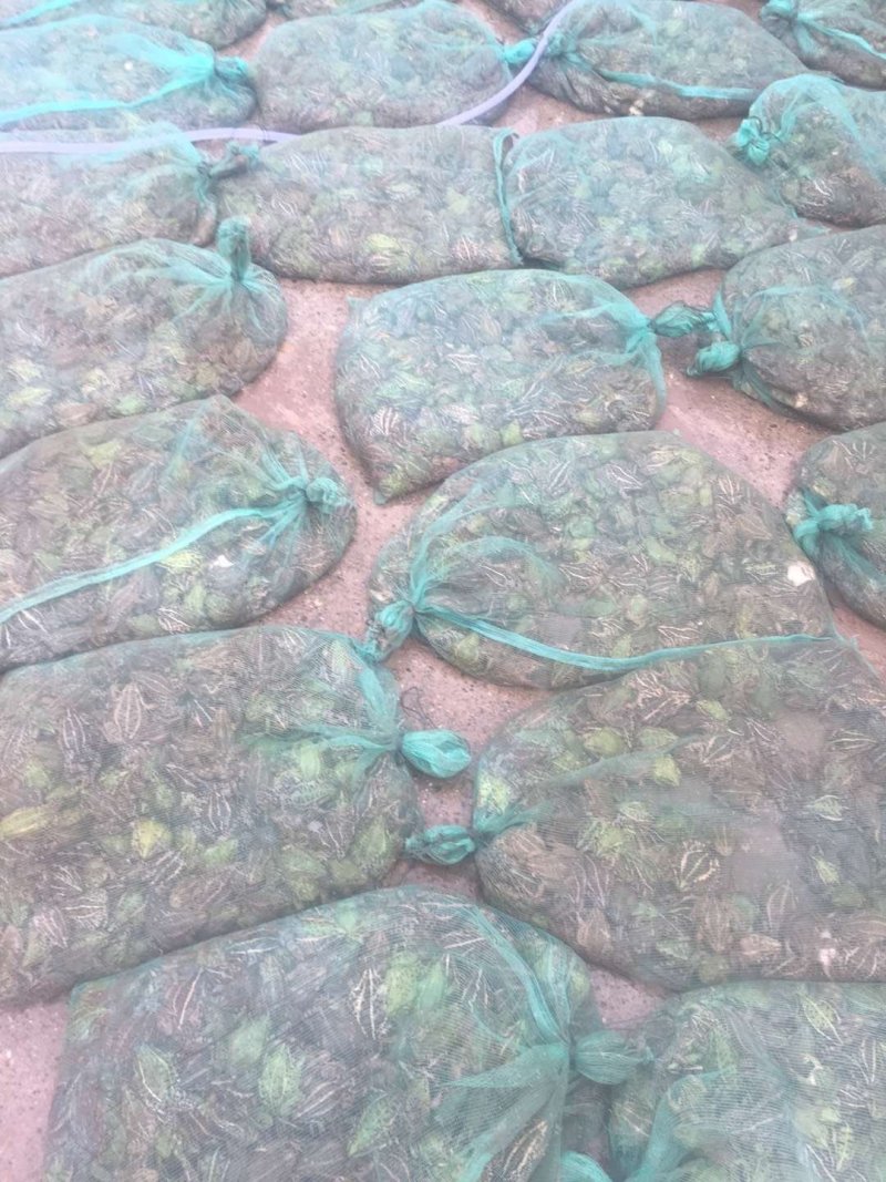 青蛙25一斤青蛙蝌蚪出售