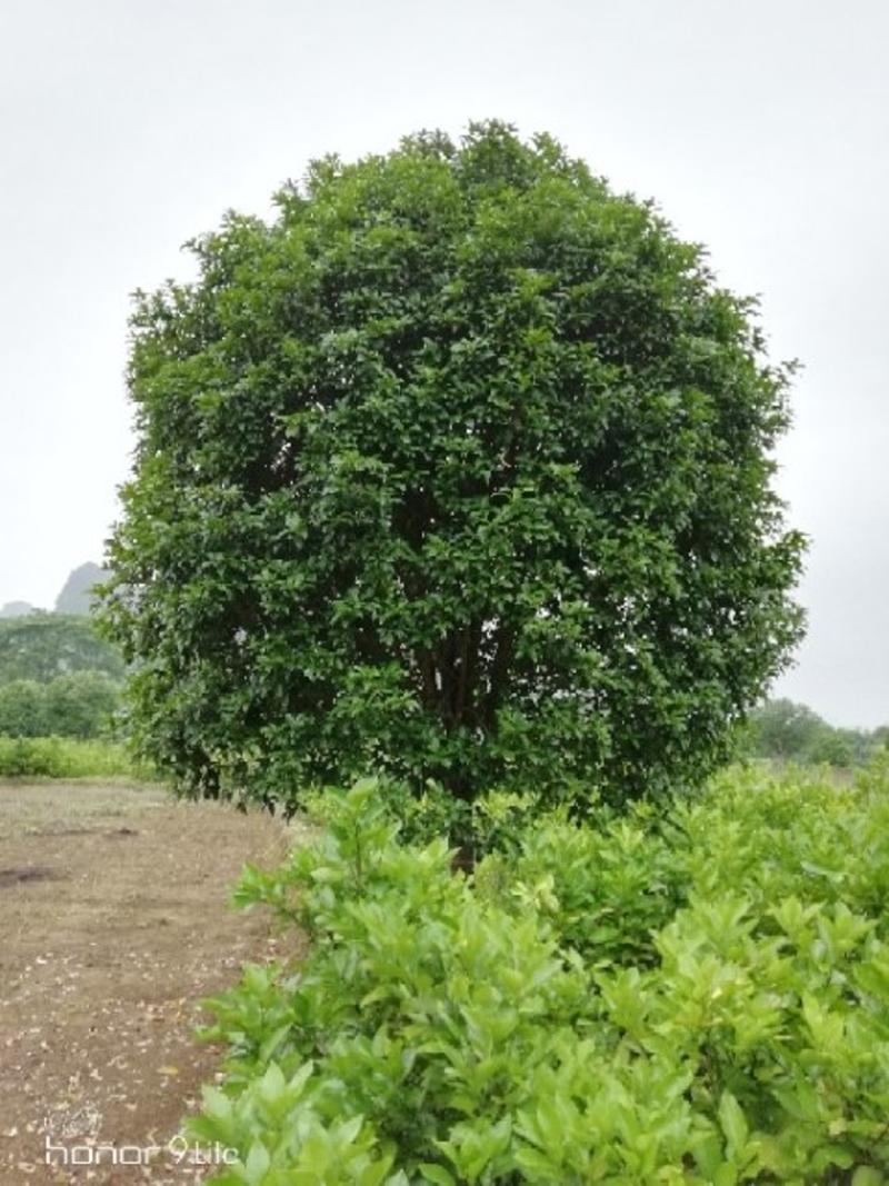八月桂4米以上15~16cm3.5~4米桂花树