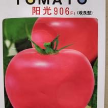 西红柿种子(阳光906粉果番茄)
