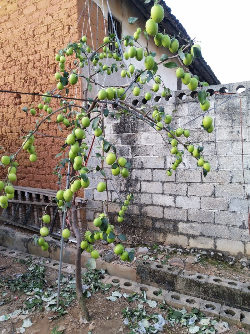 台湾大青枣苗，