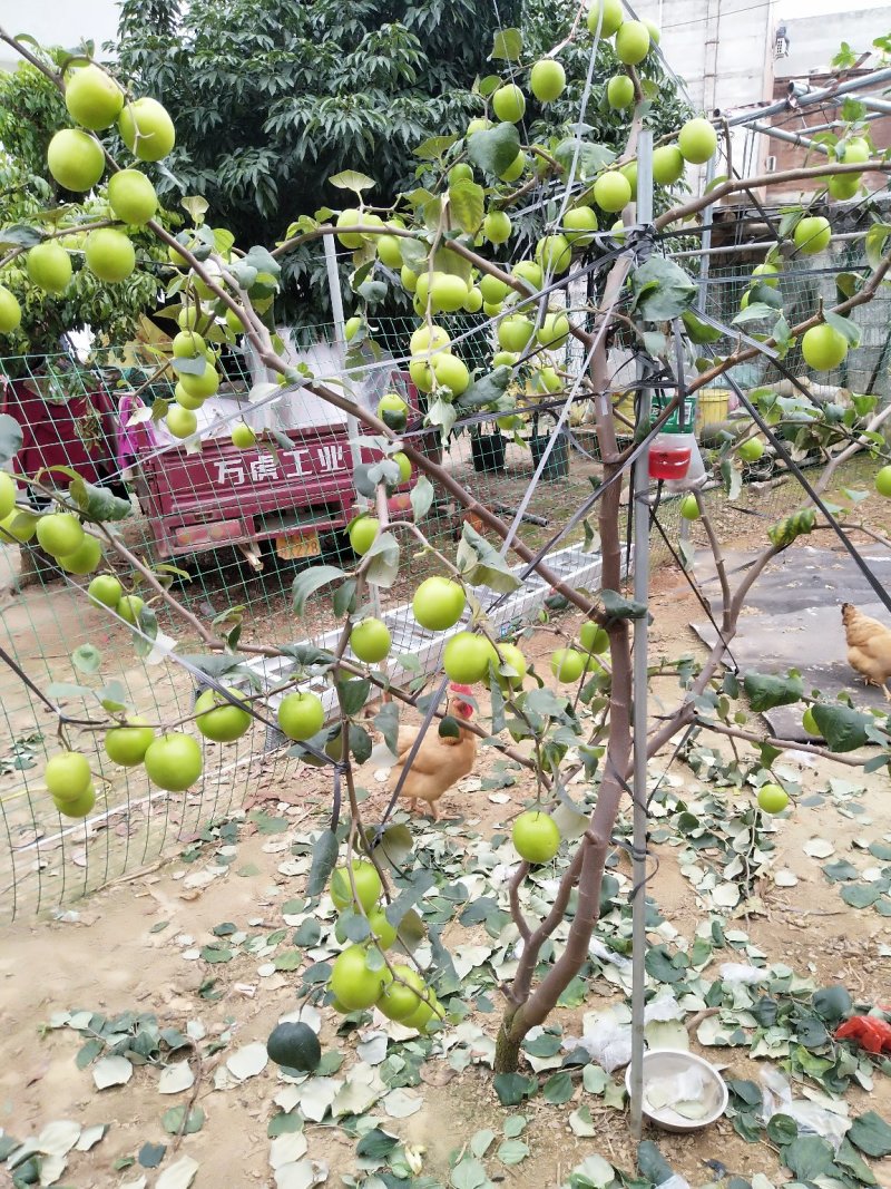 台湾大青枣苗，
