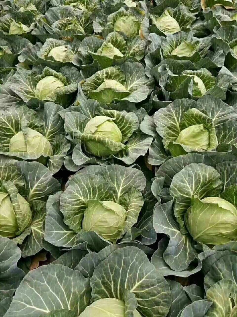 湖北襄阳宜城甘蓝，比久三八大头菜产地