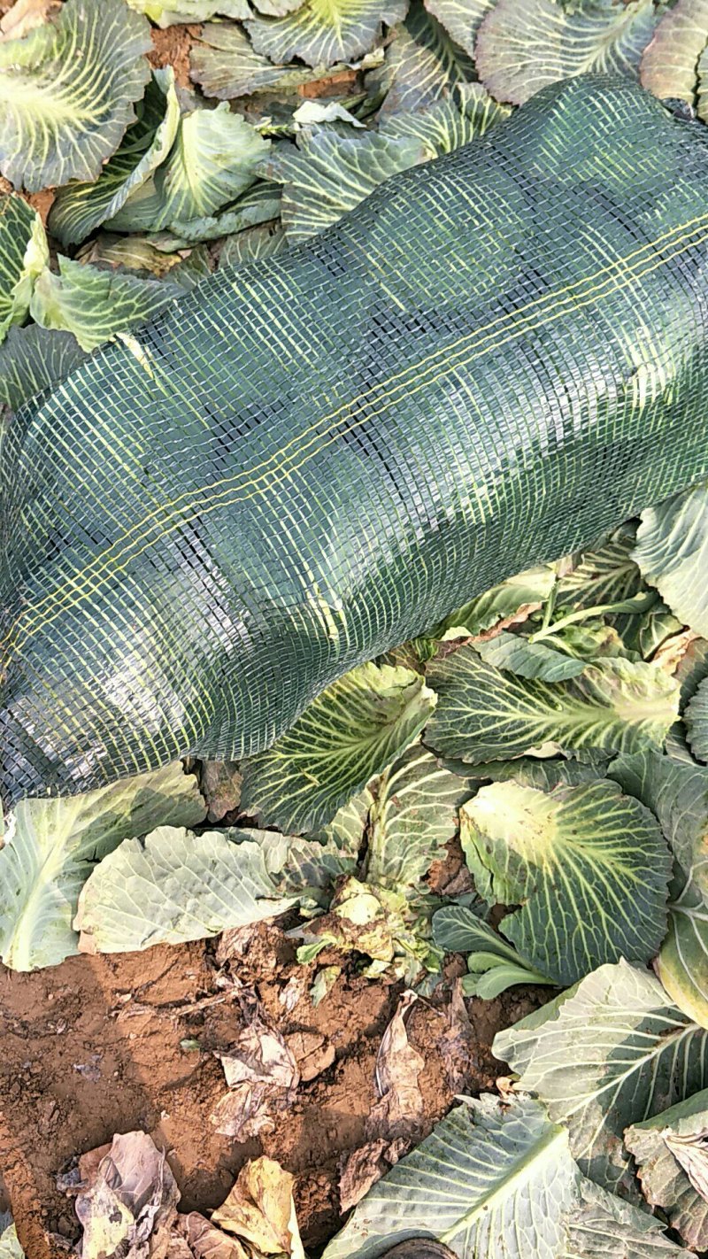 湖北襄阳宜城甘蓝，比久三八大头菜产地