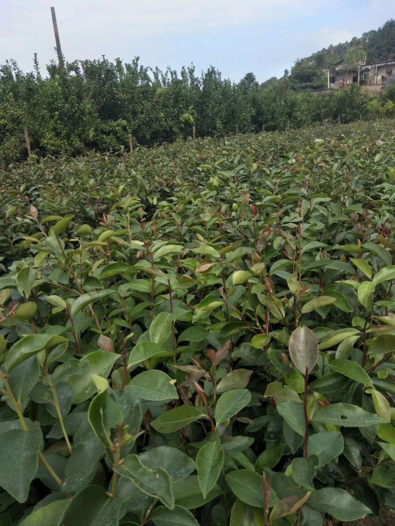 广西软枝油茶苗油茶营养杯苗该品种特征速生高产早结