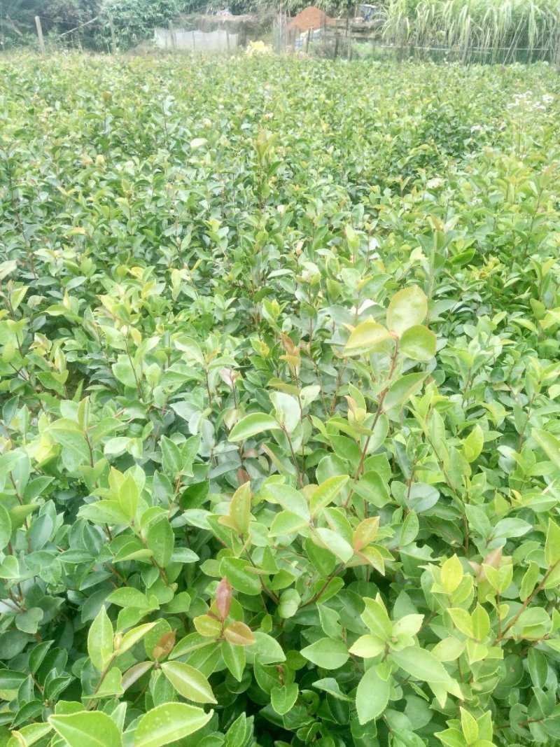 广西软枝油茶苗油茶营养杯苗该品种特征速生高产早结