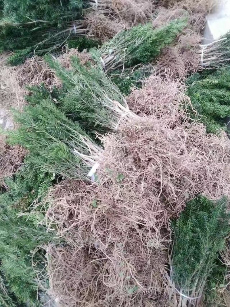 红豆杉苗南方红豆杉苗南方红豆杉树南方红豆杉苗包邮！