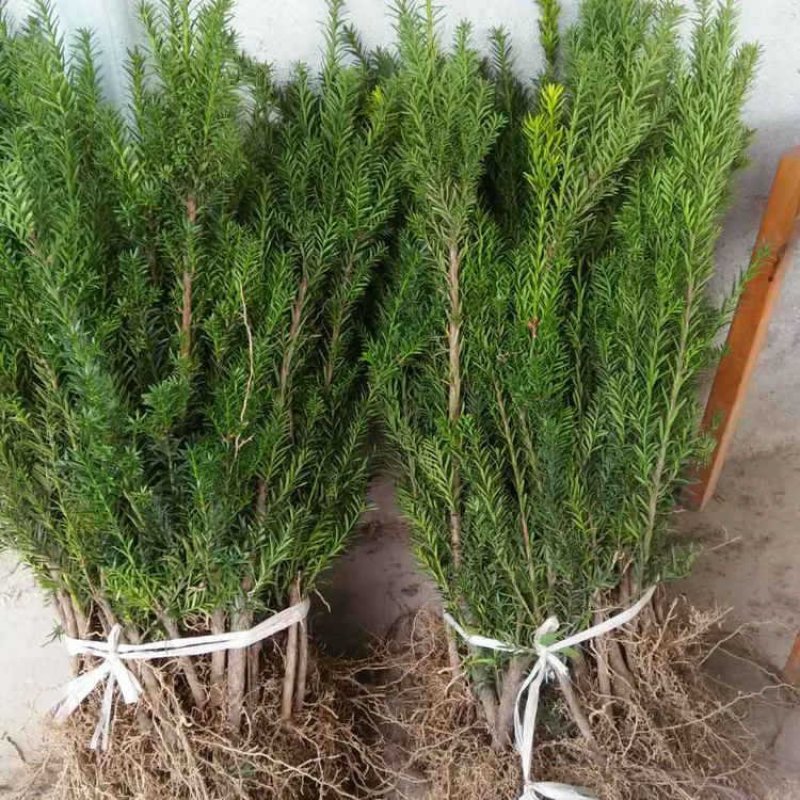 红豆杉树苗红豆杉树南方红豆杉树苗包邮！