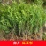 红豆杉树苗红豆杉树南方红豆杉树苗包邮！
