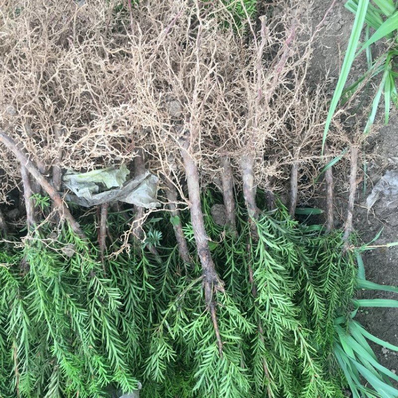 红豆杉树苗红豆杉树南方红豆杉树苗包邮！