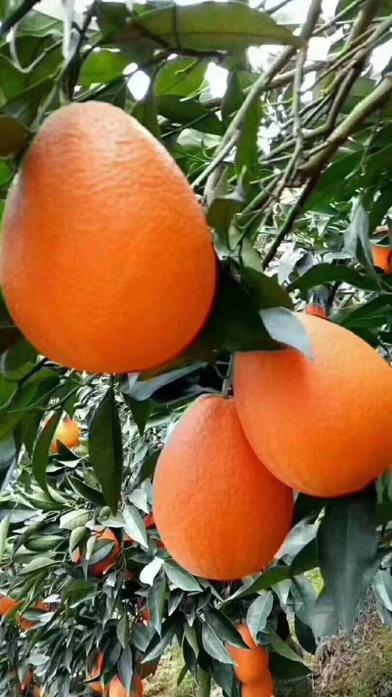 精品纽荷尔产地直销，诚信代办商超直供，量大从优