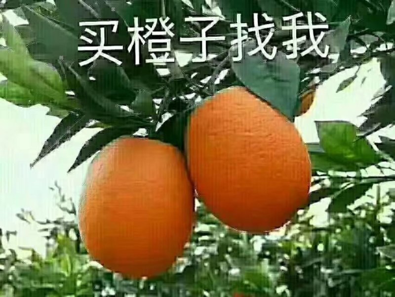 精品纽荷尔产地直销，诚信代办商超直供，量大从优
