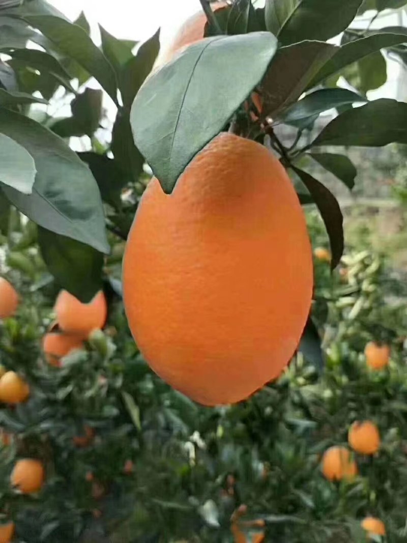 精品纽荷尔产地直销，诚信代办商超直供，量大从优