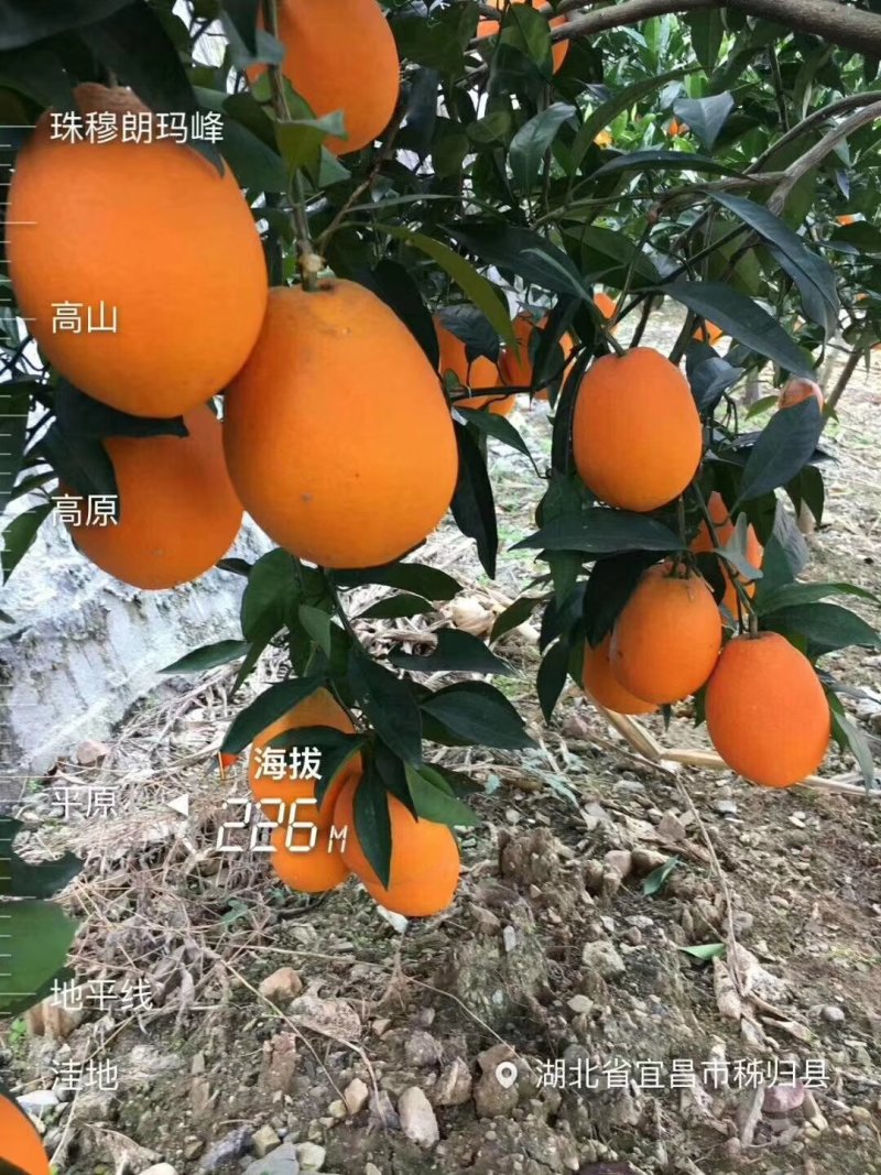精品纽荷尔产地直销，诚信代办商超直供，量大从优