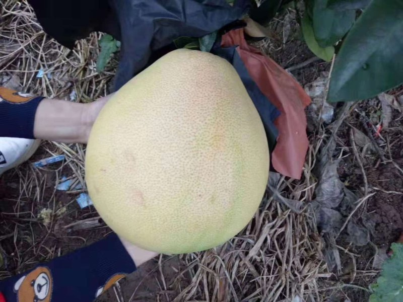 蜜柚产地直销，果园看货采摘保质保量，商超专供
