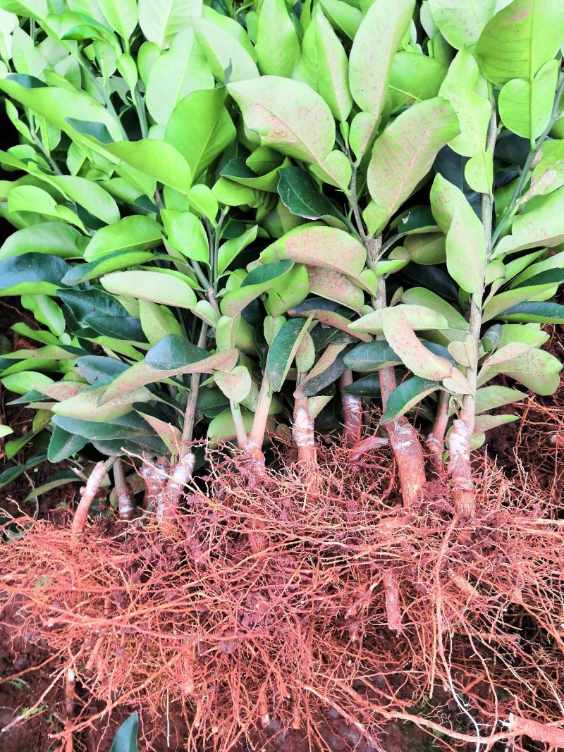 红心柚苗三红柚脆香甜柚子苗泰国红宝石青柚苗产地直供