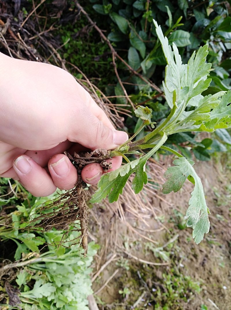 大量批发金丝皇菊苗