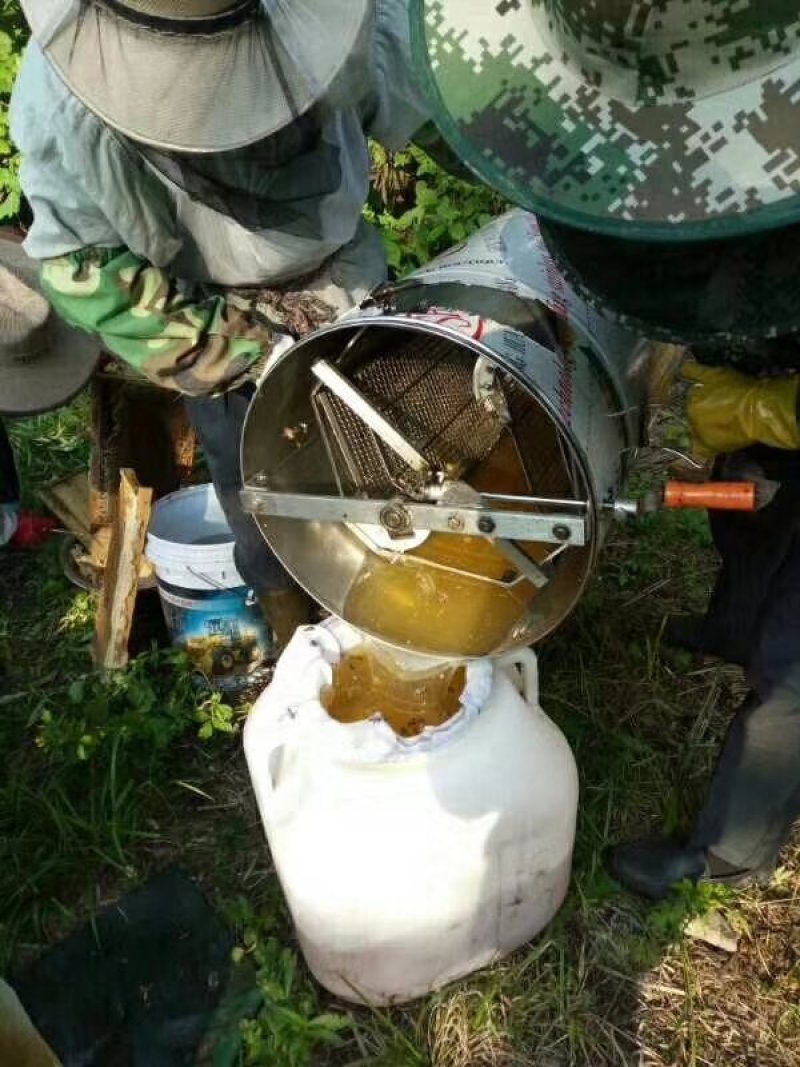 东北椴树雪蜜纯椴树蜜41-42浓度