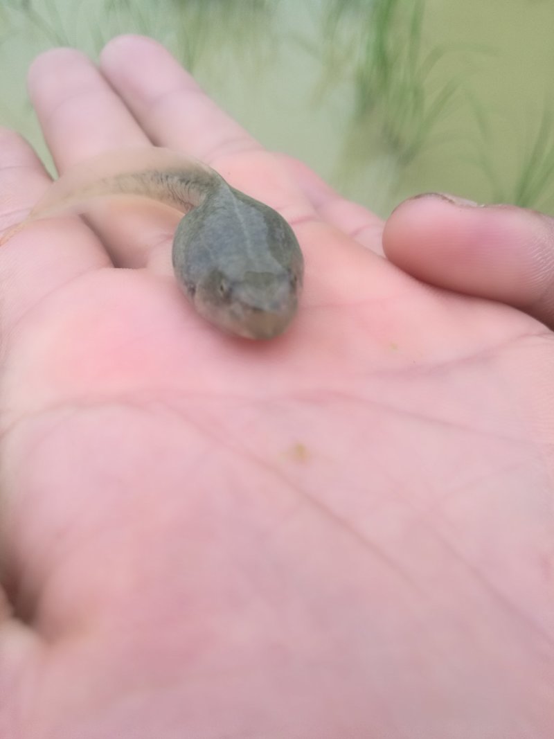 青蛙种苗