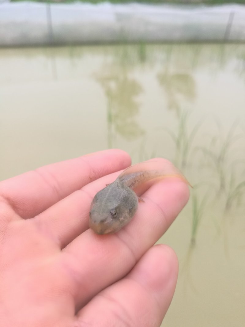 青蛙种苗