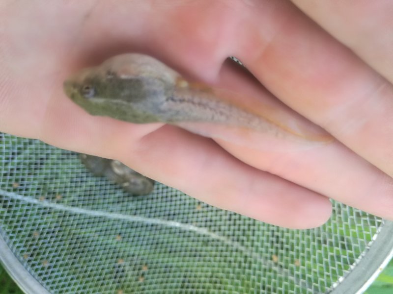 青蛙种苗