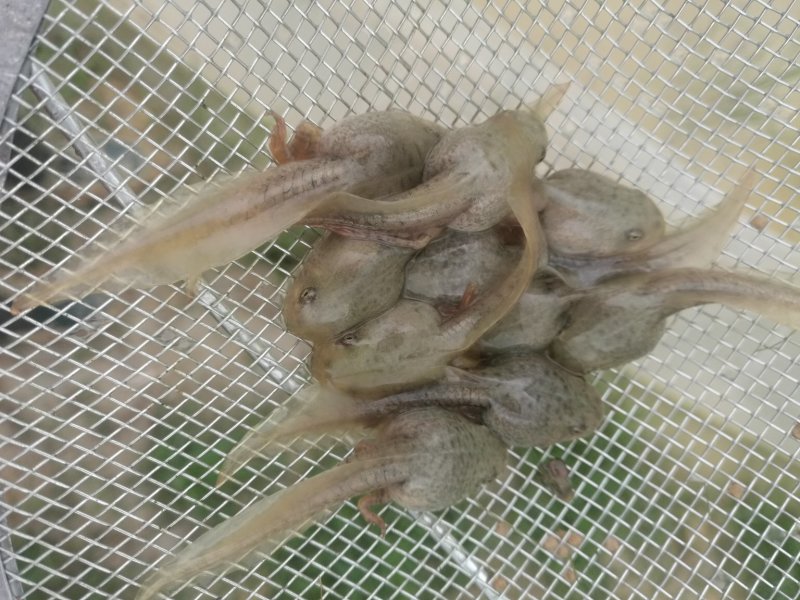 青蛙种苗