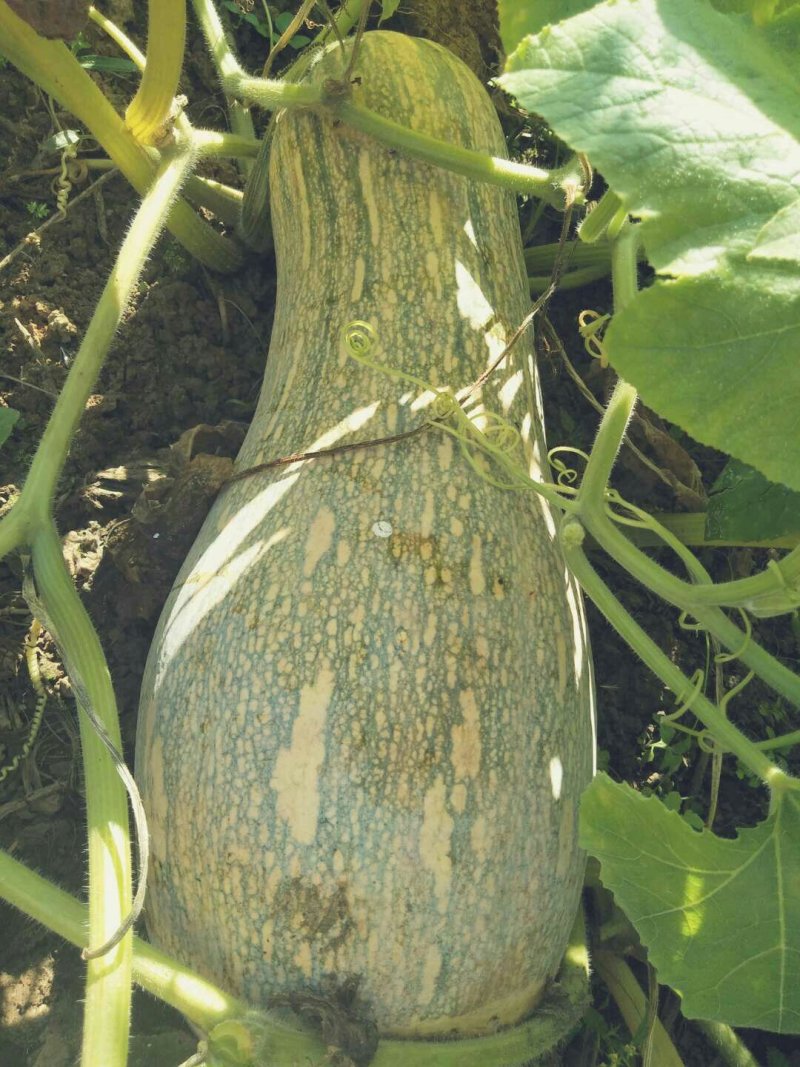 密本南瓜