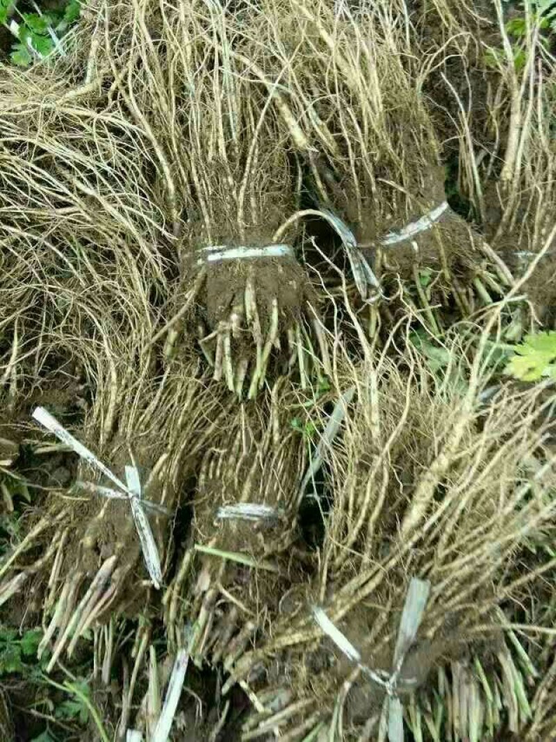 当归种苗（抽苔率底，质量保证，白己家的，没有任何假苗子）