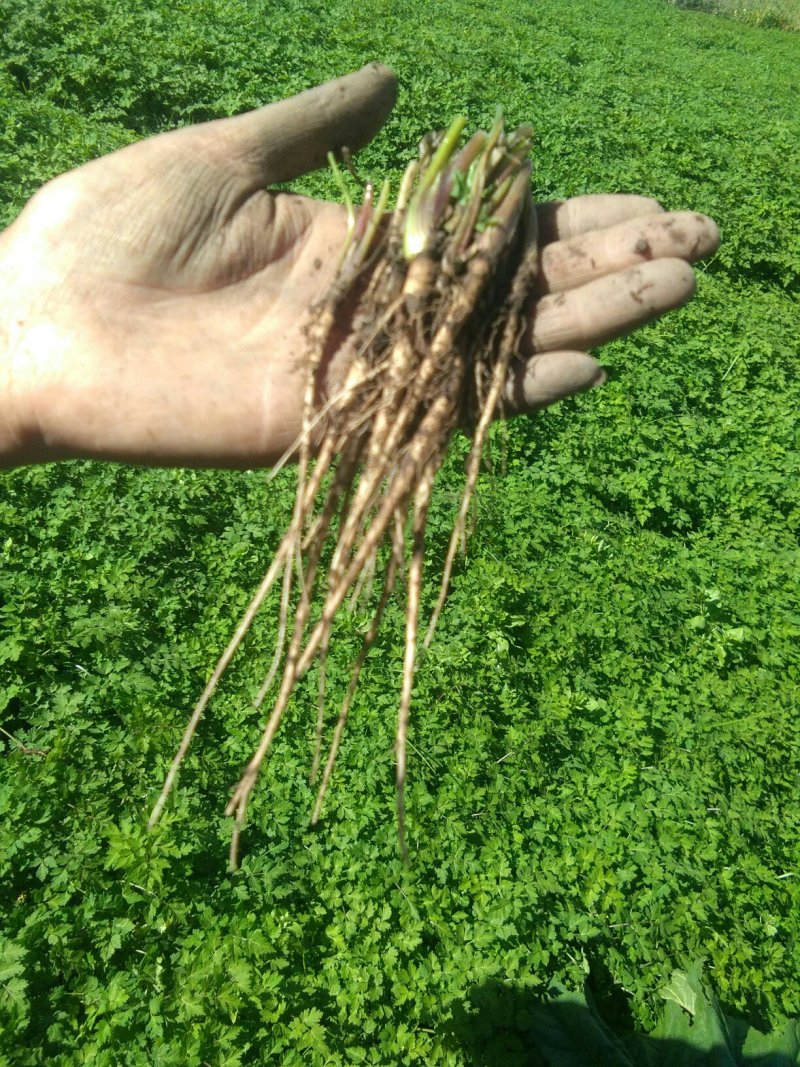 当归种苗（抽苔率底，质量保证，白己家的，没有任何假苗子）