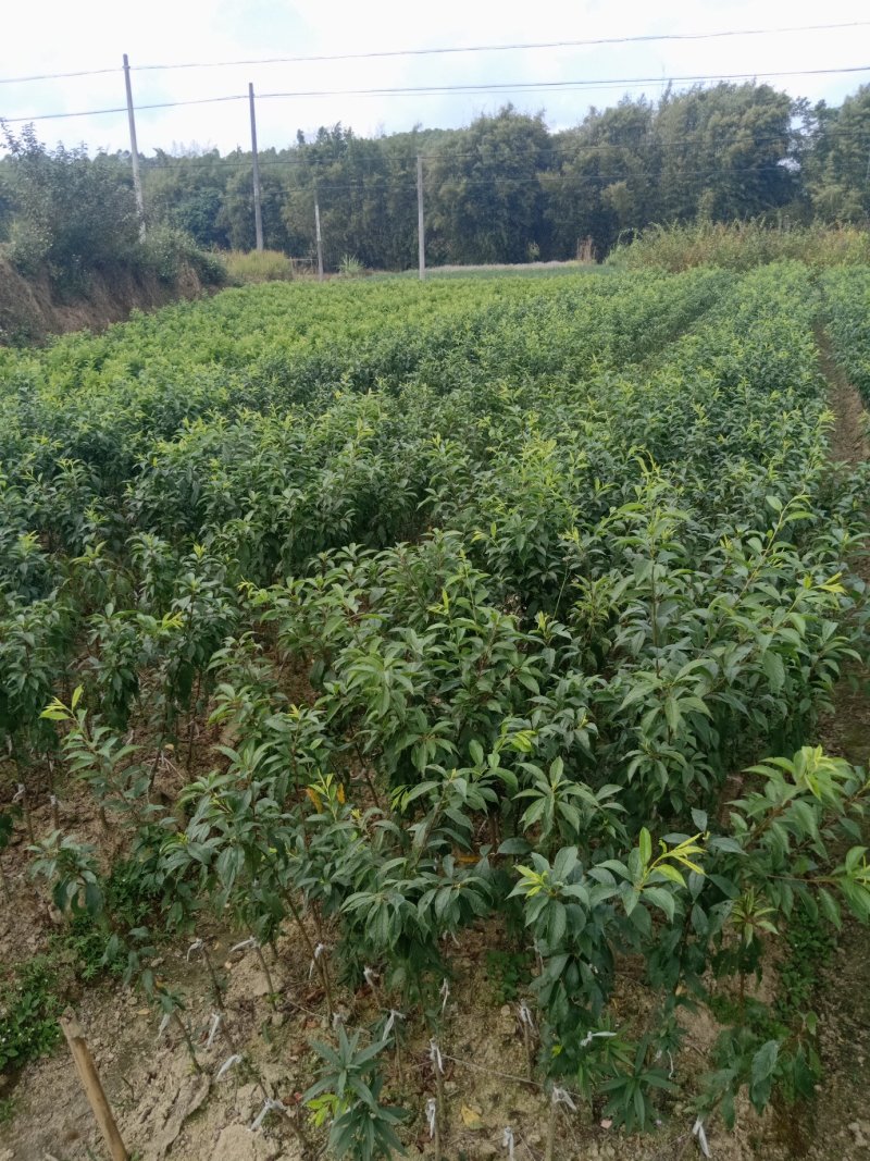三华李树苗早熟迟熟三华李苗