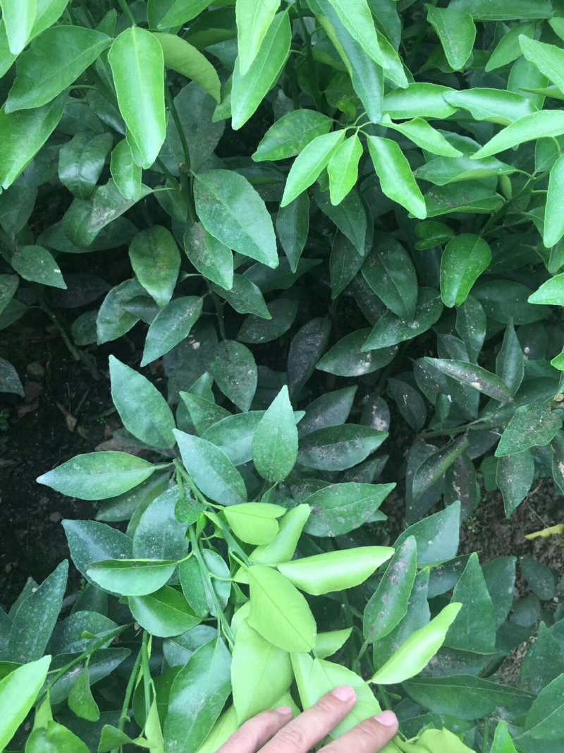 沃柑苗嫁接苗无核沃柑苗正品
