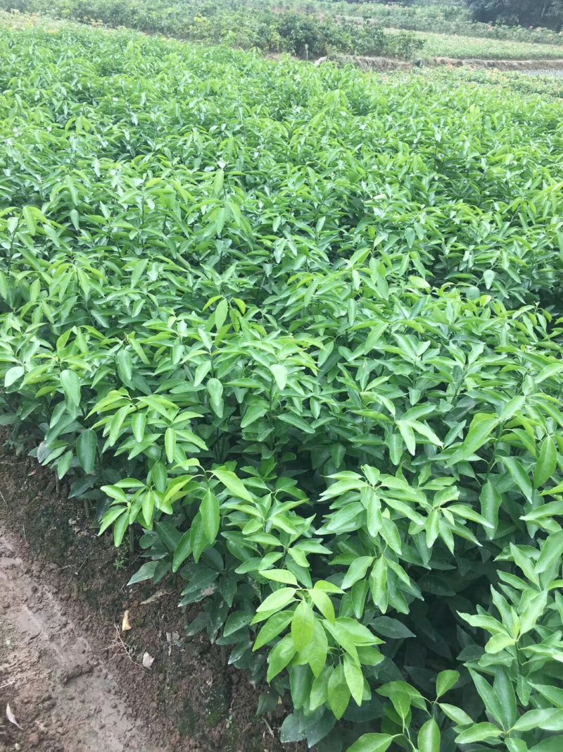 沃柑苗嫁接苗无核沃柑苗正品