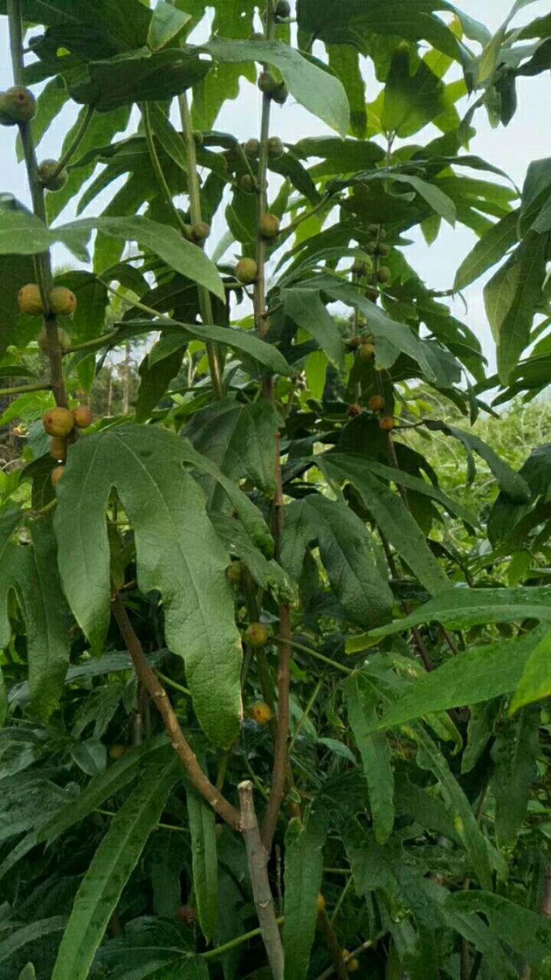五指毛桃苗营养杯苗带杯包邮