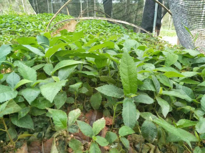 五指毛桃苗营养杯苗带杯包邮