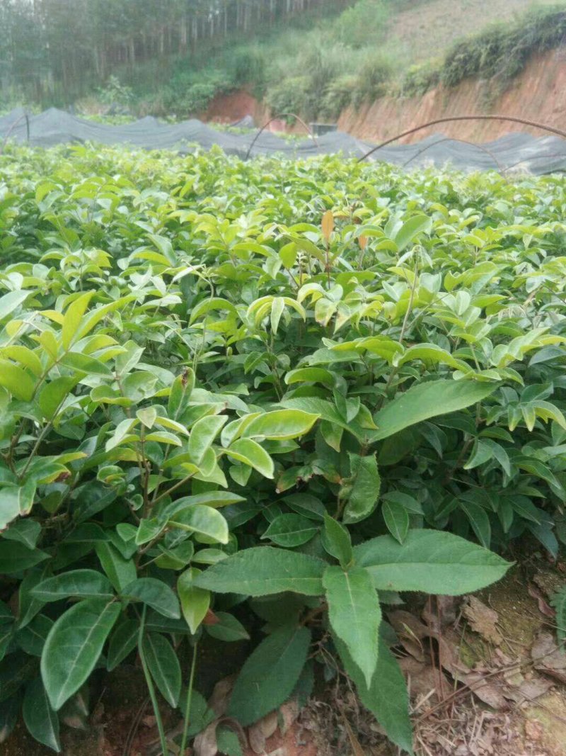 正品牛大力苗，中小叶品种