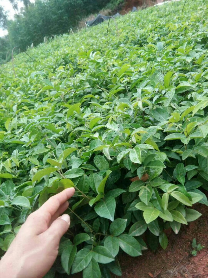 正品牛大力苗，中小叶品种