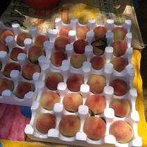 突围品种桃五月十八出售鲜桃