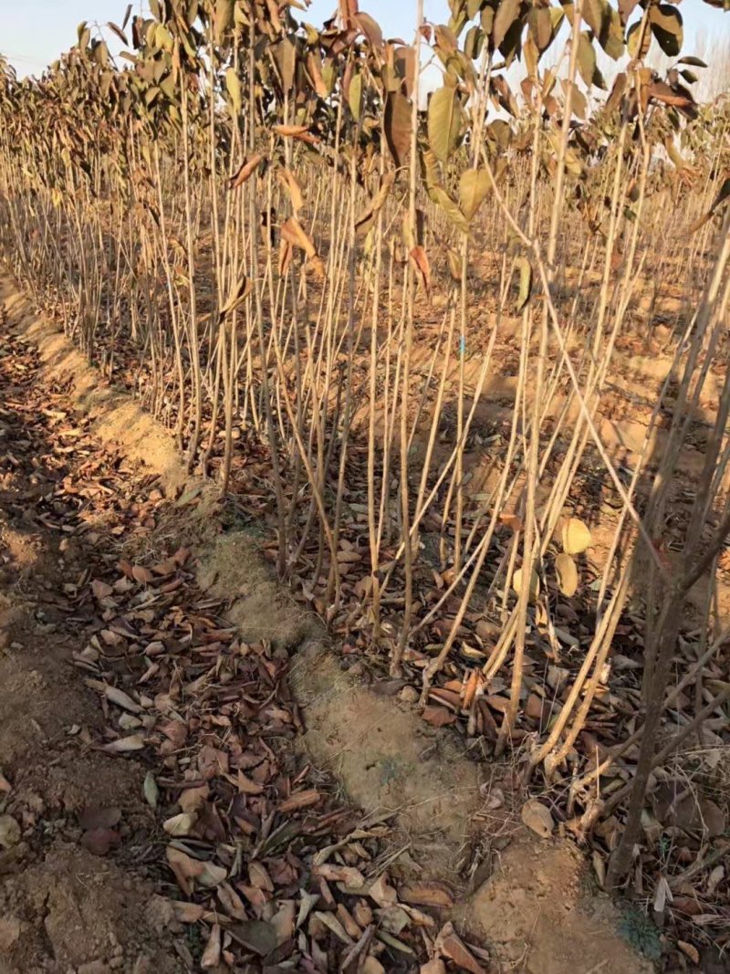 车厘子树苗包成活2年嫁接苗现挖现卖