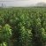 车厘子树苗包成活2年嫁接苗现挖现卖