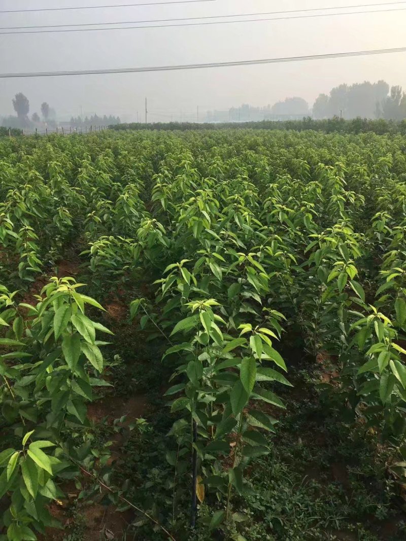 车厘子树苗包成活2年嫁接苗现挖现卖