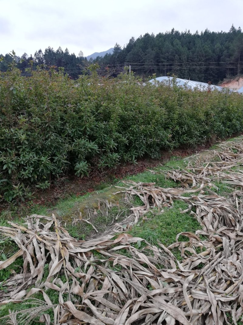 木荷树苗，枫香树苗