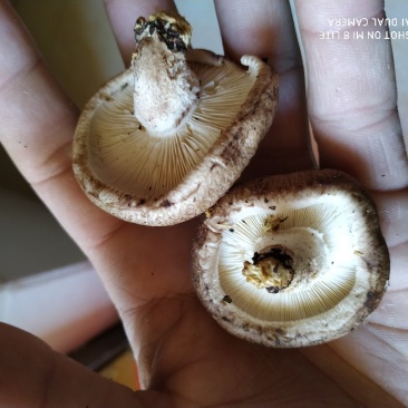 鲜香菇